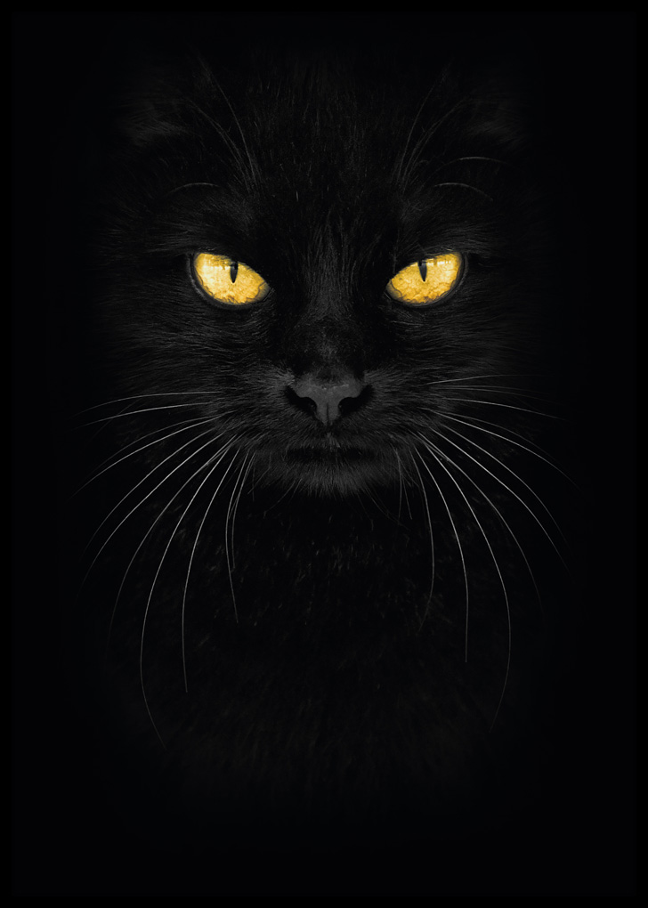Plakat do sypialni: Czarny Kot